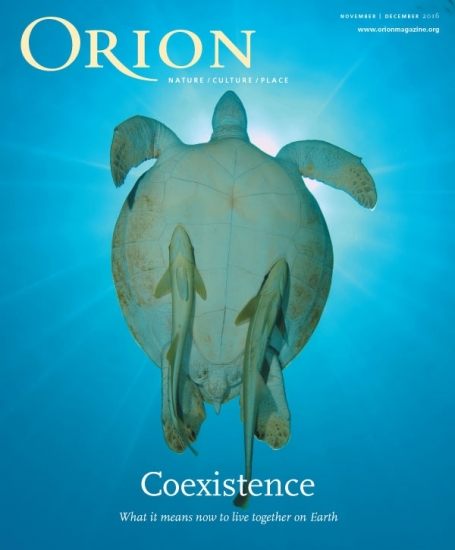 597_large_image-sca1-550